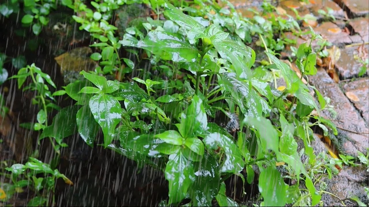10 Hours Heavy Rainforest Rain Video for Better Sleep At Night, Relaxing, Study Or Baby Sleeping