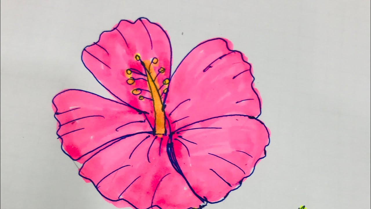 Arts&Crafts by siri  is live hibiscus flower drawing