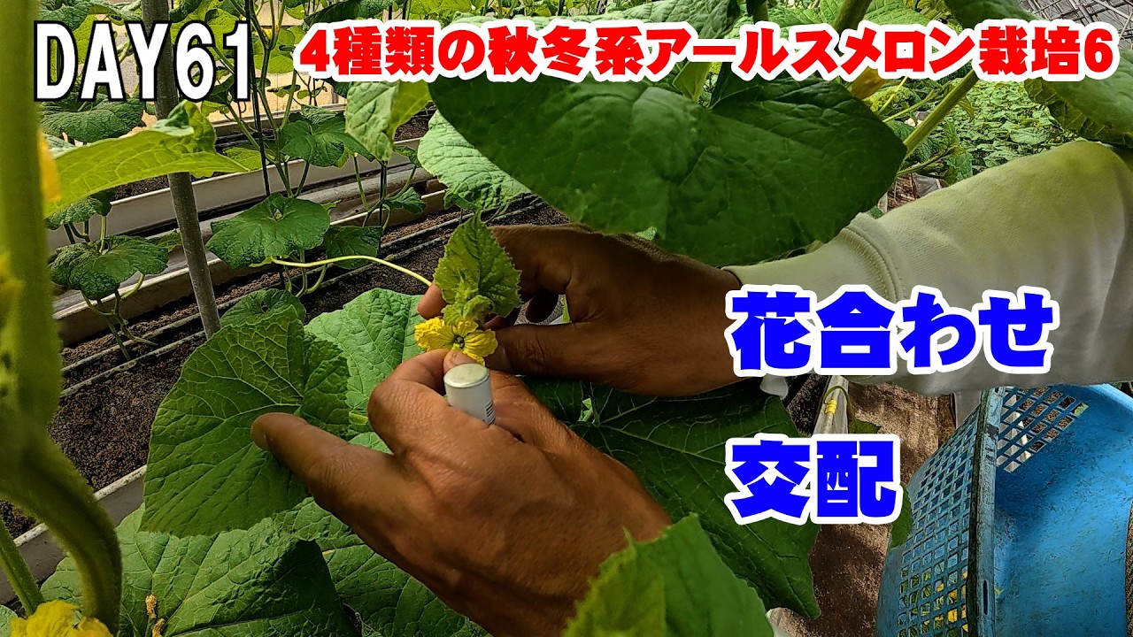 【花合わせ】秋冬系4種類のアールスメロン栽培6【交配】　japan farming