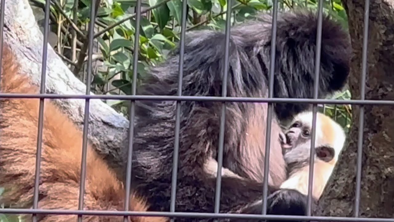 パパの毛づくろいよりママのおっぱいがいい赤ちゃん🐒　3月18日 シロテテナガザル
