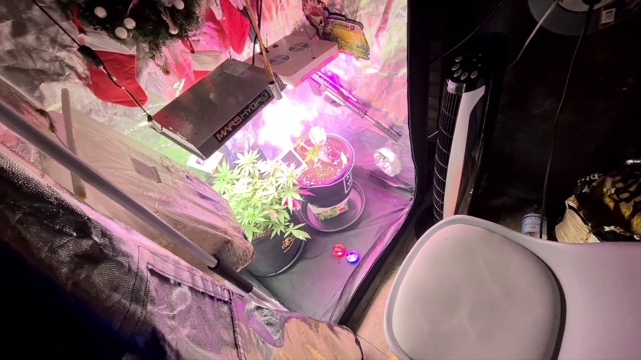 Mars Hydro Ts600 Faza Kwitnięcia Gorilla 1dzien oznaki dzien 40 #LatającyHolender #MarsHydro #weed