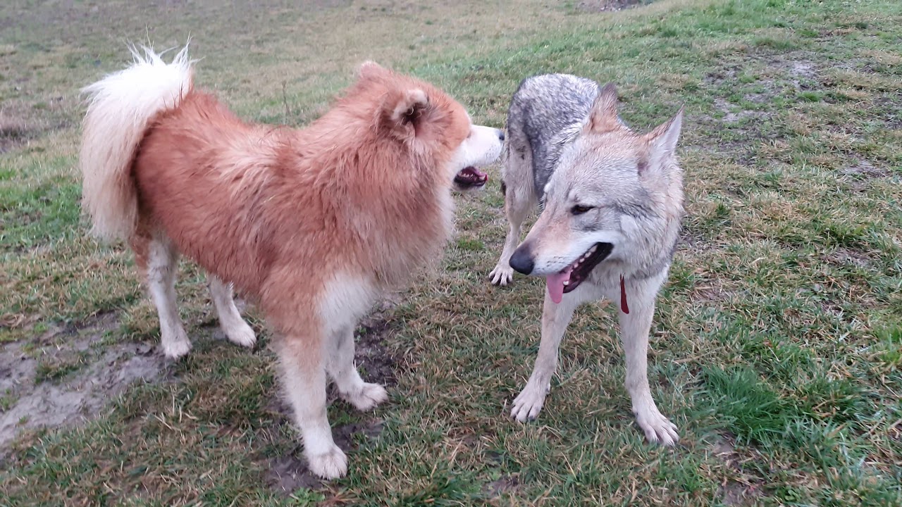 Who will win? Czechoslovakian Wolfdog Vs Akita