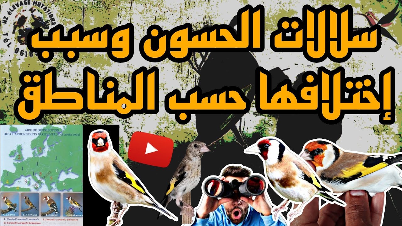 الفرق بين سلالات طائر الحسون و توزيعها الجغرافي مرفوقة بمقاطع فيديو (مقدمة للبدأ في سلسلة الطفرات)