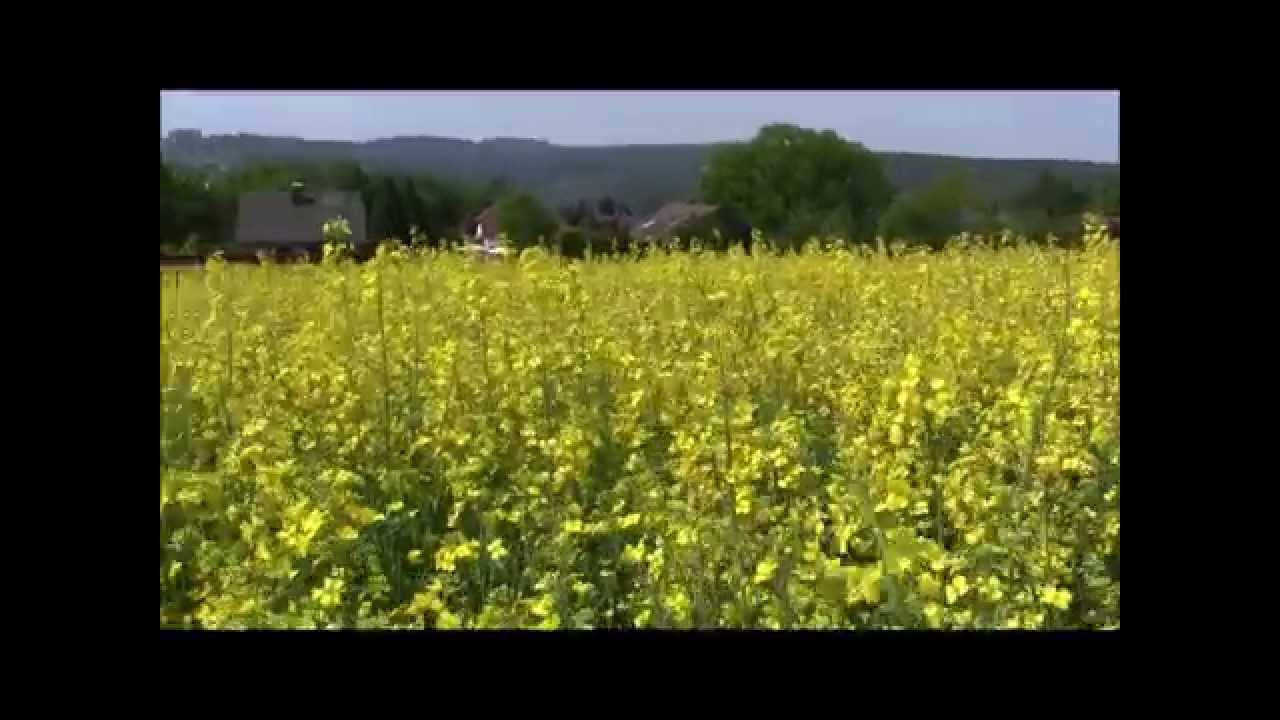 These are the best Honey plants for bees!
