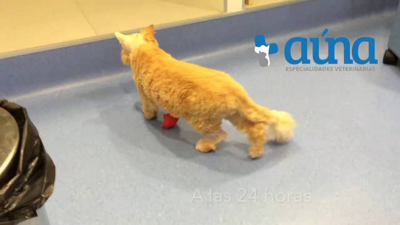Mini Gato Meningioma Cerebral