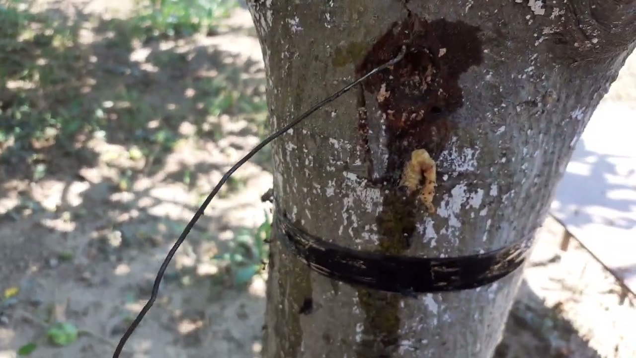 Am scos viermele sfredelitor din trunchiul pomului de măr