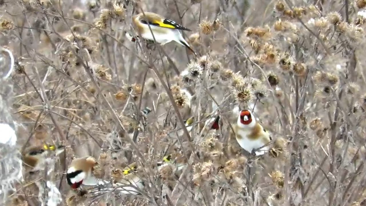 Стая Щеглов на репейнике,  European Goldfinch