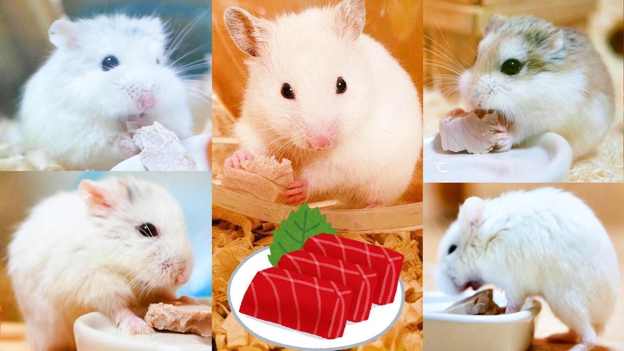ケージを分ければ安心？２匹以上のハムスターを飼う時に注意して欲しいこと