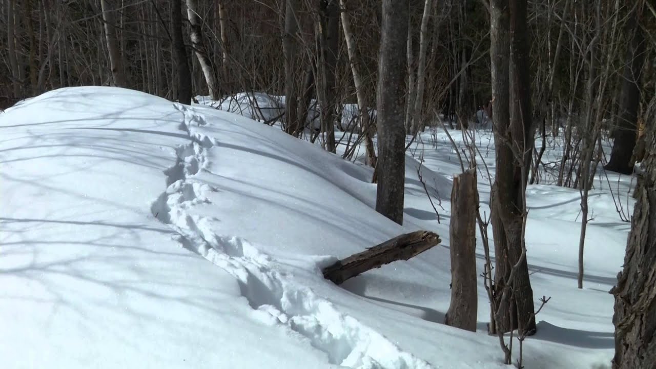 Les effets néfastes du nourrissage en hiver du cerf de virginie
