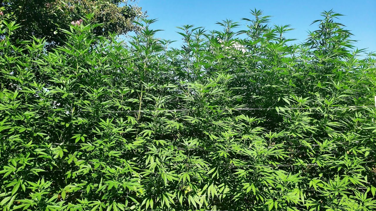 2022 Outdoor Cannabis Garden Tour | Garden Update [#11] - August 12