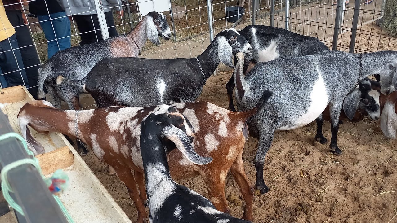 EXPOSIÇÃO DE ANIMAIS EM BARRA DE SANTA ROSA-PB 4°EDIÇÃO DA CAPRIFEIRA