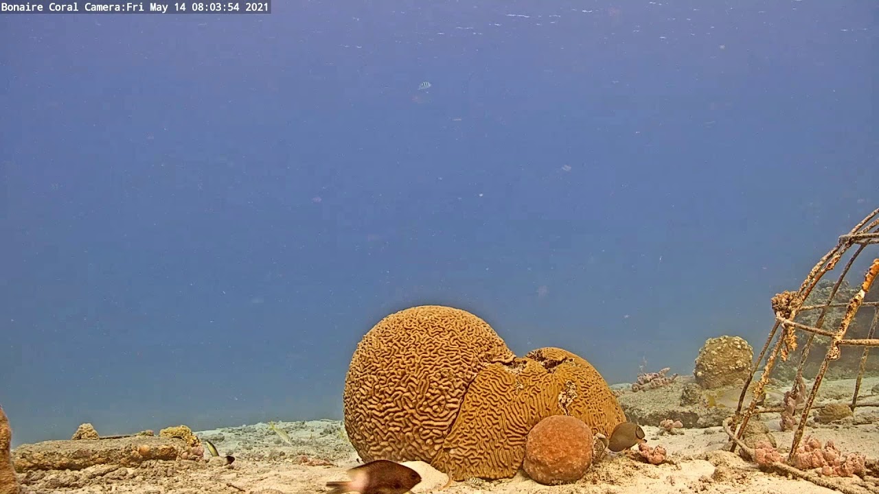 Harbour Village Bonaire Coral Reef