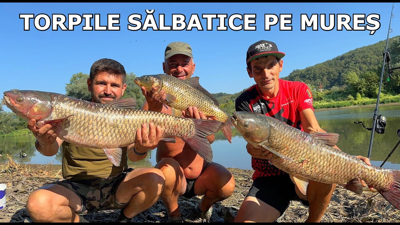 Pescuit pe Mures cu RECORD Personal La AMURI - TORPILE SĂLBATICE, CRAPI SĂLBATICI, Fitofag, Platica