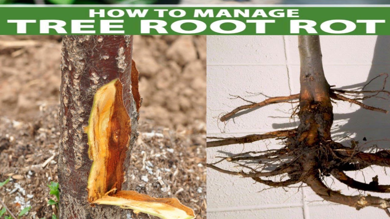 Root Rot & Collar Rot Treatment | Must Watch | Himalayan Farming | Live Update