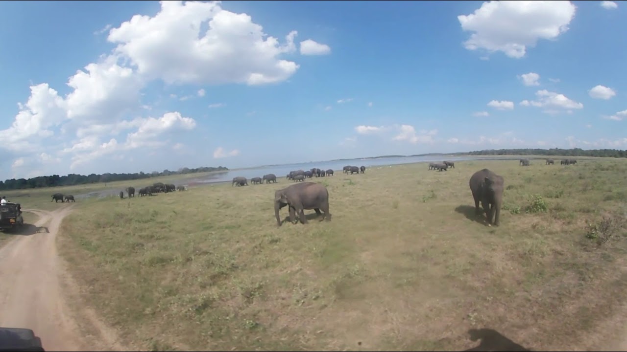 VR 360 Elephant Safari at Kaudulla National Park, Sri Lanka