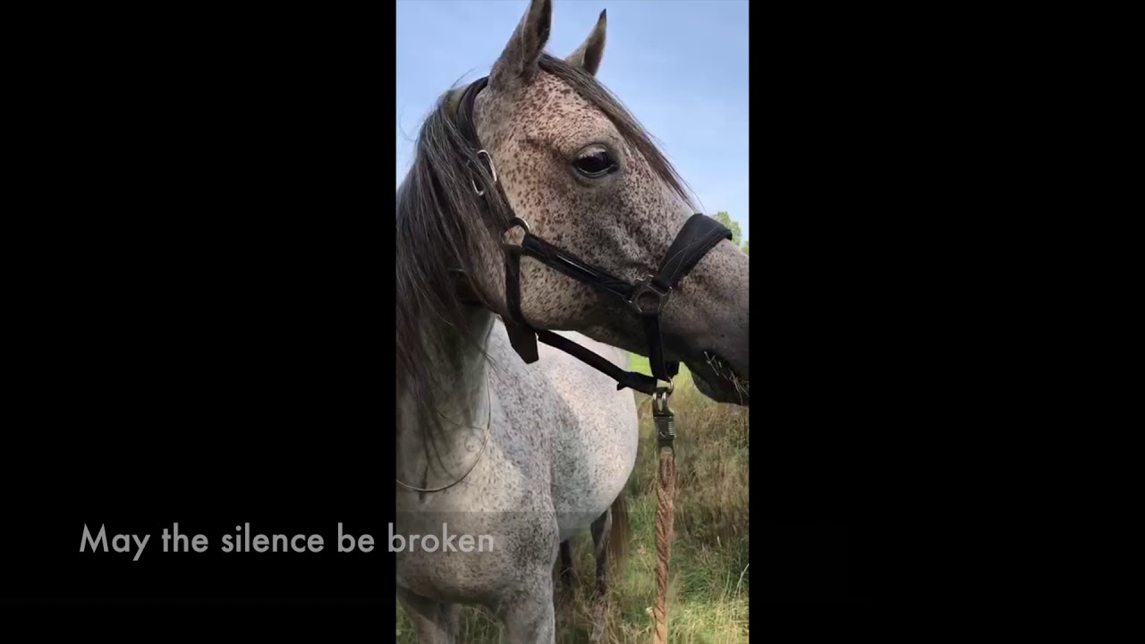 Trailer Therapiepferd Crowdfounding