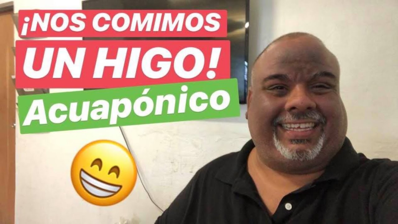 ACUAPONÍA - FRUTOS EN SISTEMA ACUAPÓNICO - Cosechándo higos