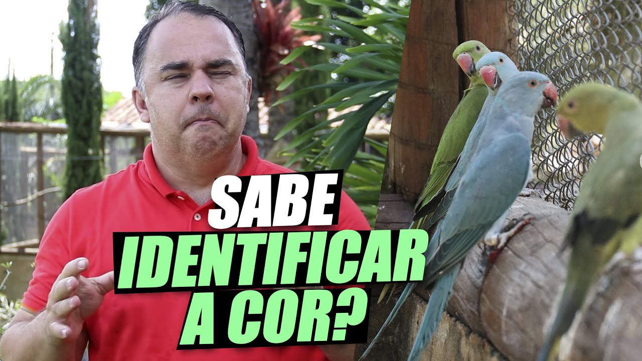 COMO SABER QUAL COR É O MEU RING NECK