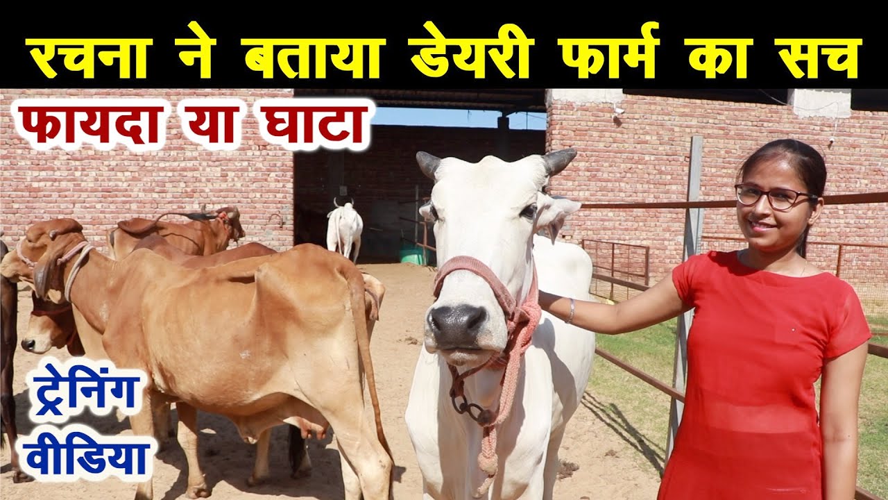देसी गाय के शुद्ध दूध और घी के लिए डेयरी शुरू की ! फायदा हुआ या घाटा || ट्रेनिंग वीडियो ||