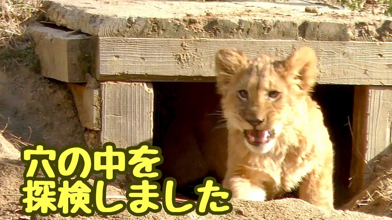 ライオン　穴の中を探検しました【のんほいパーク】Lion Toyohashi Zoo 