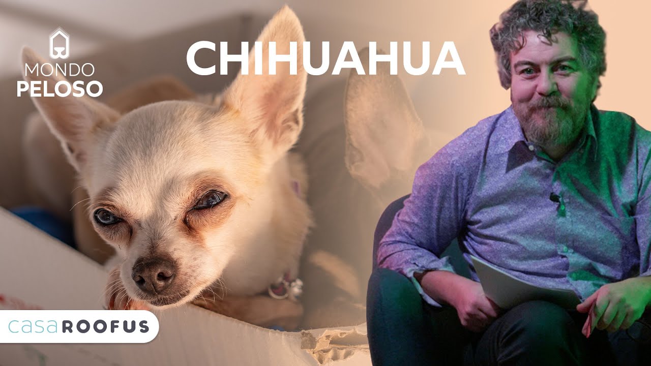 CHIHUAHUA - Il CANE più coraggioso del mondo - tutto sulla RAZZA