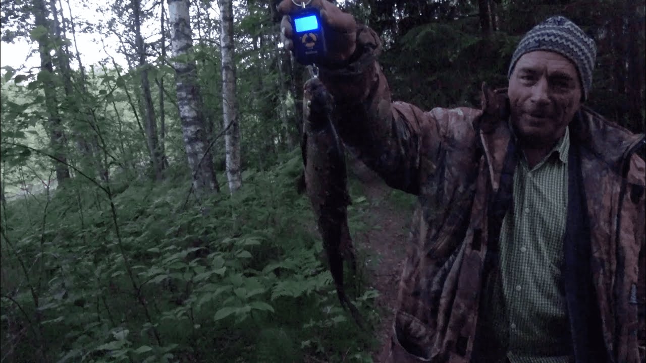 Встретили медведя на рыбалке. Река Луга.