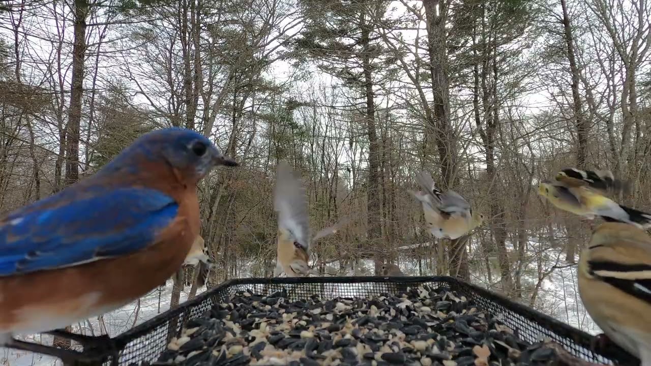 Chickadees, Nuthatch, Juncos, Goldfinch, Bluebirds, Starling