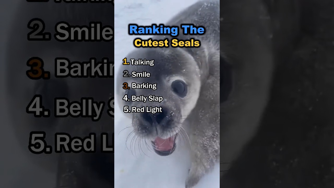 Ranking The Cutest Seals