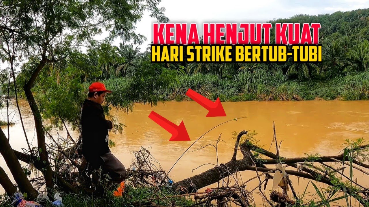 Kemarau ikan patin liar berakhir dan strike bertubi-tubi | semua hasil disedekah