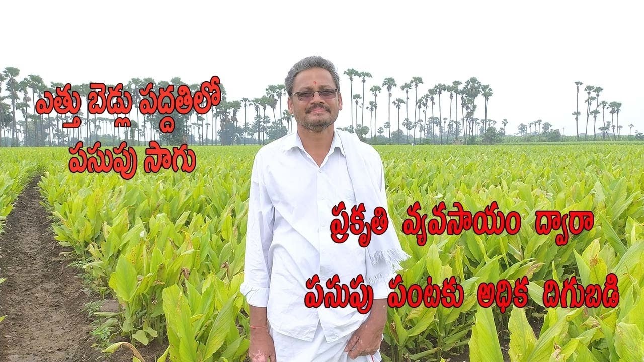 Natural Farming With Raised Bed Method | Natural Turmeric Cultivation Method | AgriTech Telugu