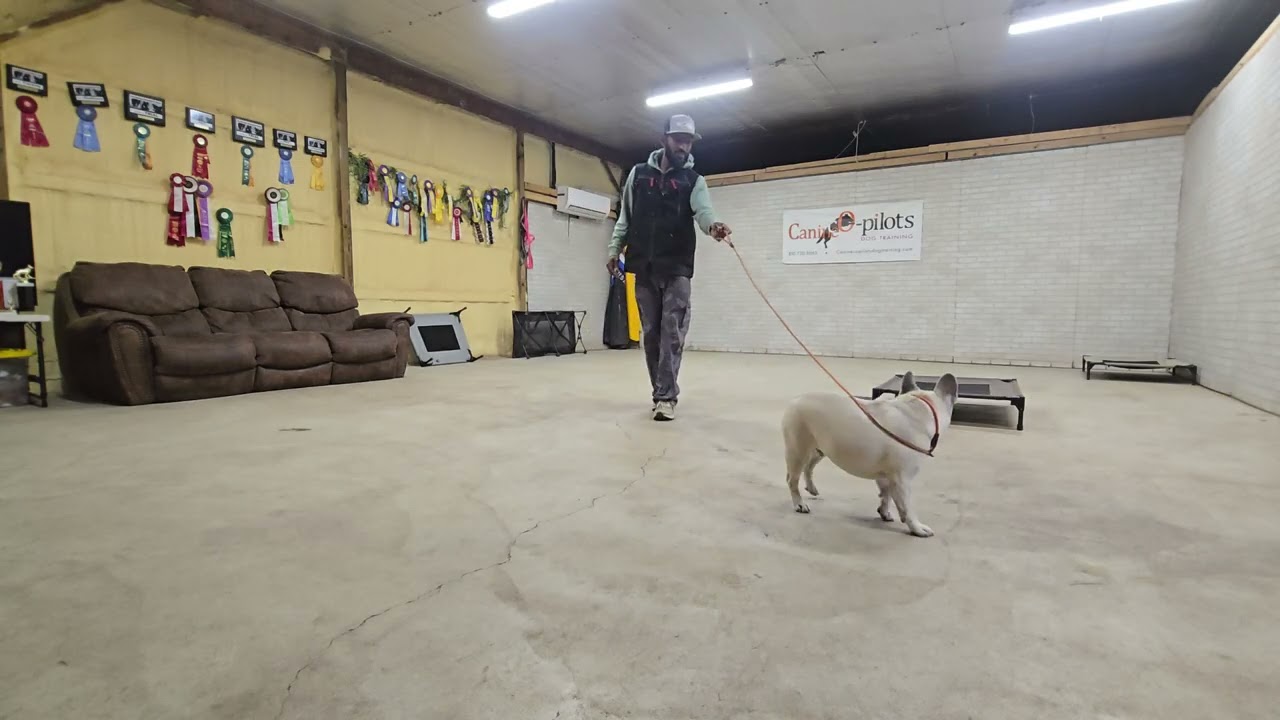 Oliver lesson 1
