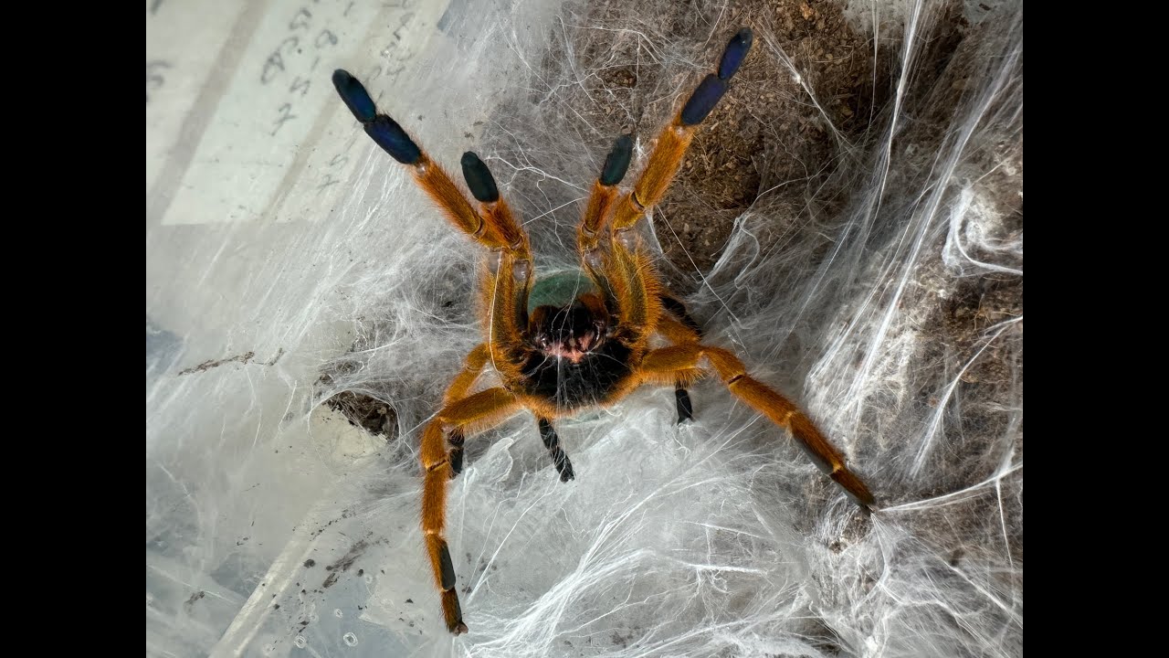 Pterinochilus murinus rcf, Orange Bitey Thing  rehouse and care