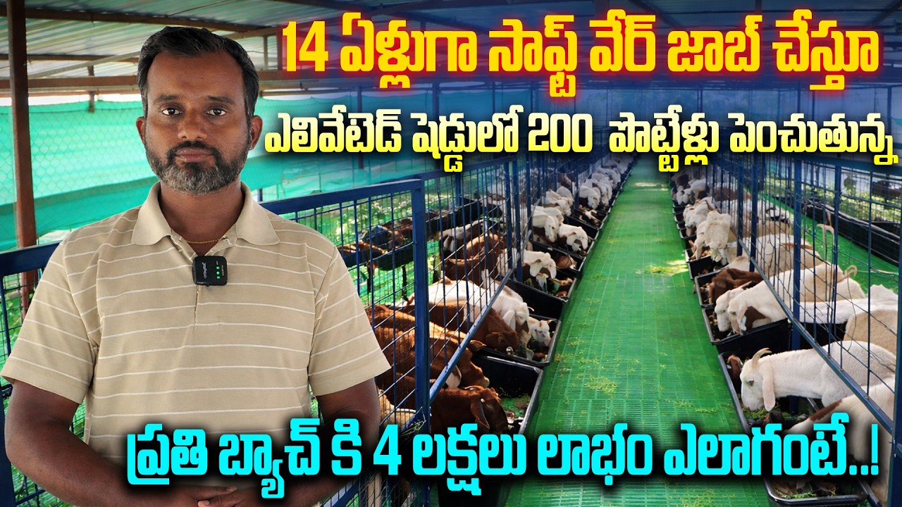 ఎలివేటెడ్ షెడ్డులో 200  పొట్టేళ్లు పెంచుతున్న రైతు | Sheep Farming In Elevated Shed | Kiran TV Rythu
