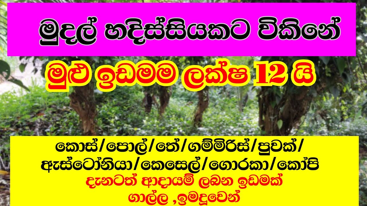 ආදායමි ලබන ඉඩමක් ලක්ෂ 12 කට මෙන්න  Land for sale in Imaduwa - galle