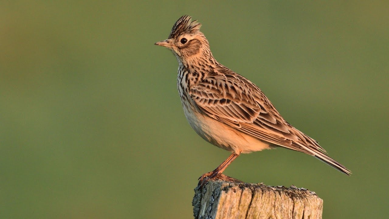 Artenportr&auml;t Feldlerche