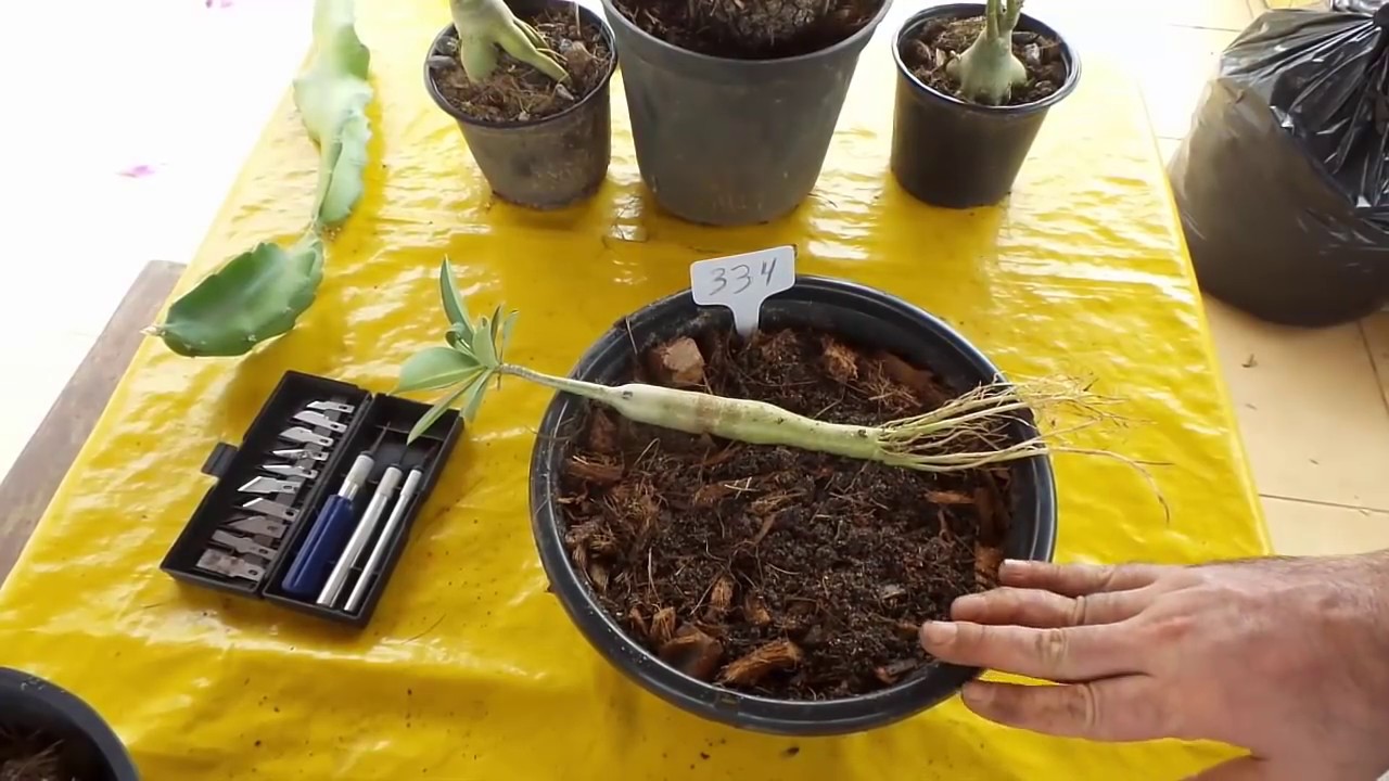Alongar raízes das rosas do deserto Técnica Anaconda #02 - plante rosa do deserto adenium