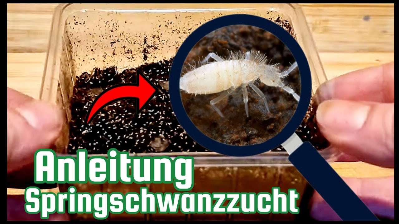 Wie züchtet man Springschwänze ? Anleitung Zucht & Pflege