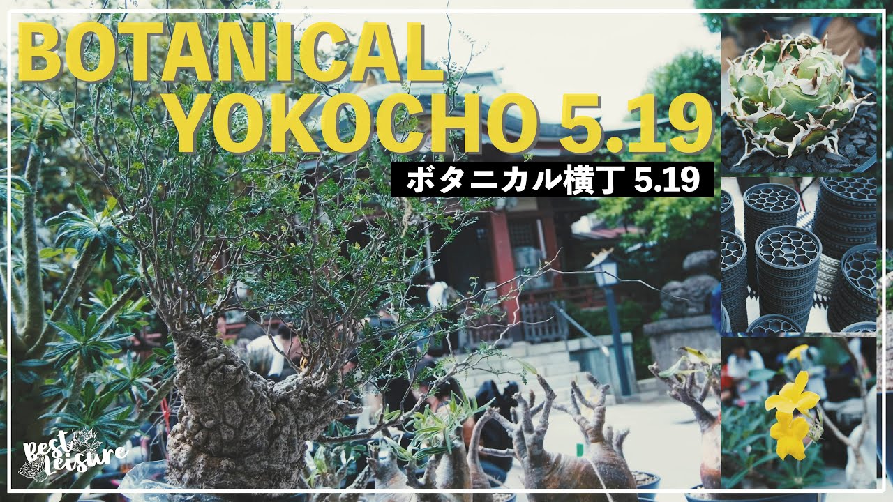 【続・園芸縁日】ボタニカル横丁5.19 イベントレポート｜アガベ｜チタノタ｜フォークエリア｜オペルクリカリアパキプス｜園芸ベント