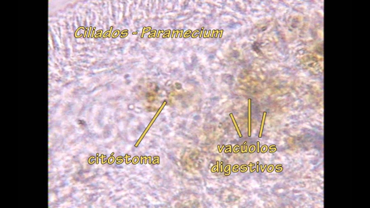Unicelulares Eucariontes