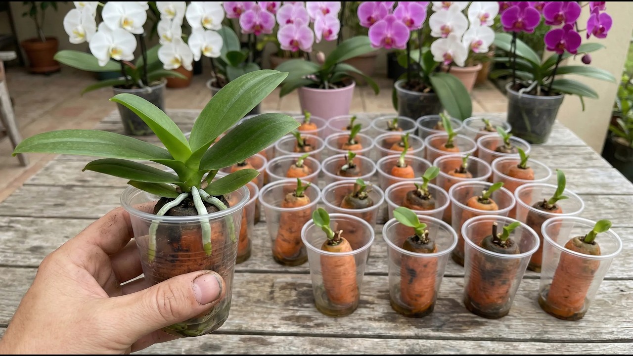 A trick to propagate 1000 orchid plants in just 7 days - using only carrots.