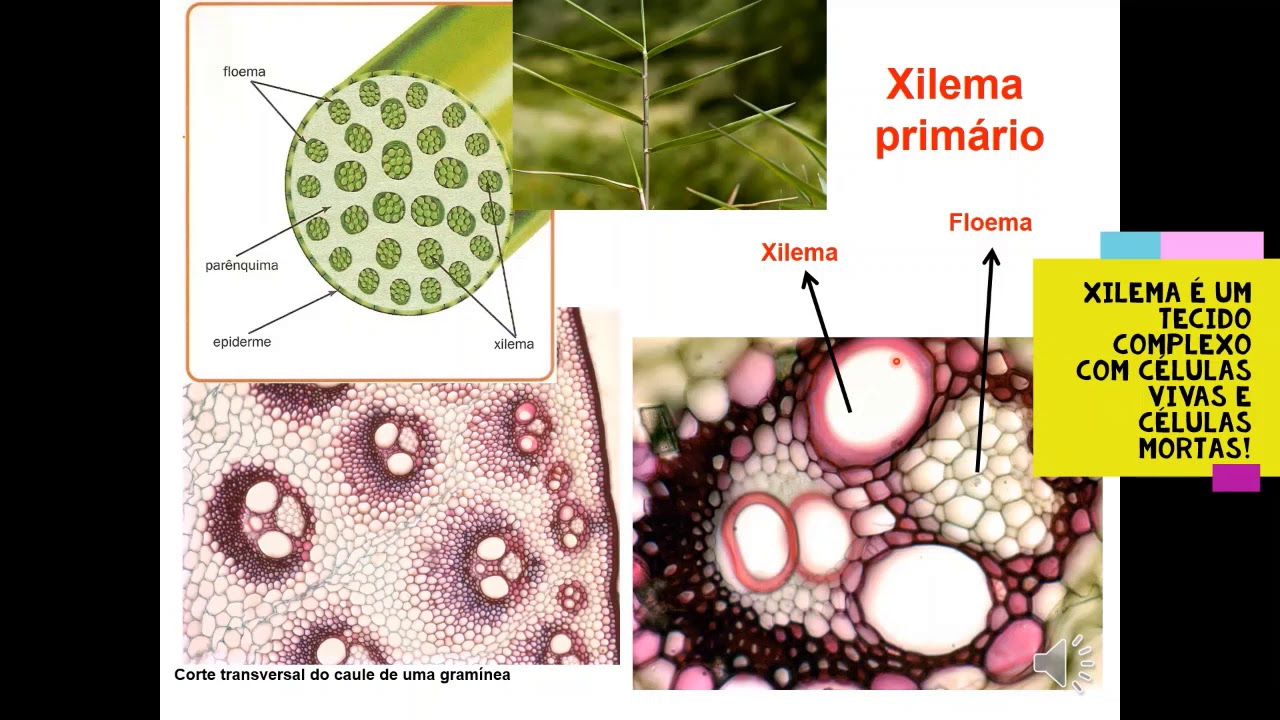 3 Xilema Primário   3/5