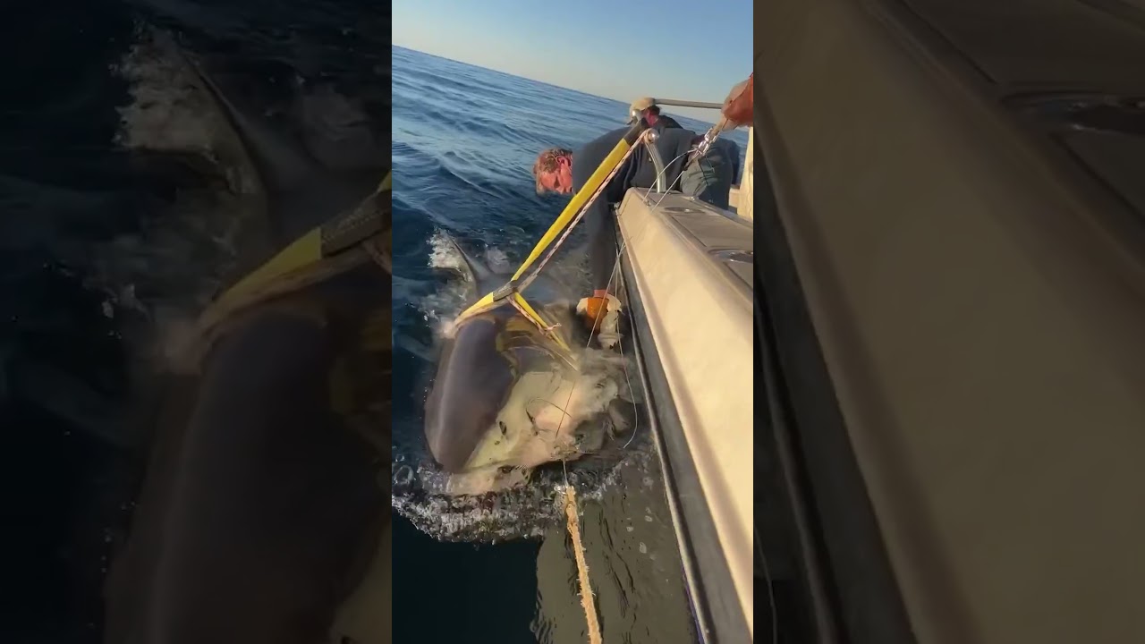 Largest shark ever tagged by research group swimming off the Florida coast #shorts