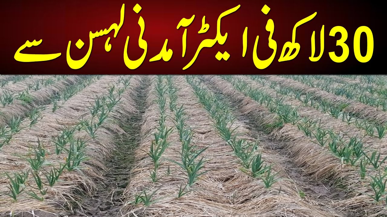 garlic farming | how to start Garlic farm in Pakistan | Organic garlic | elephant garlic