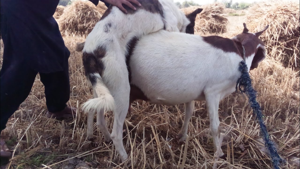 super dog meeting with goat try
