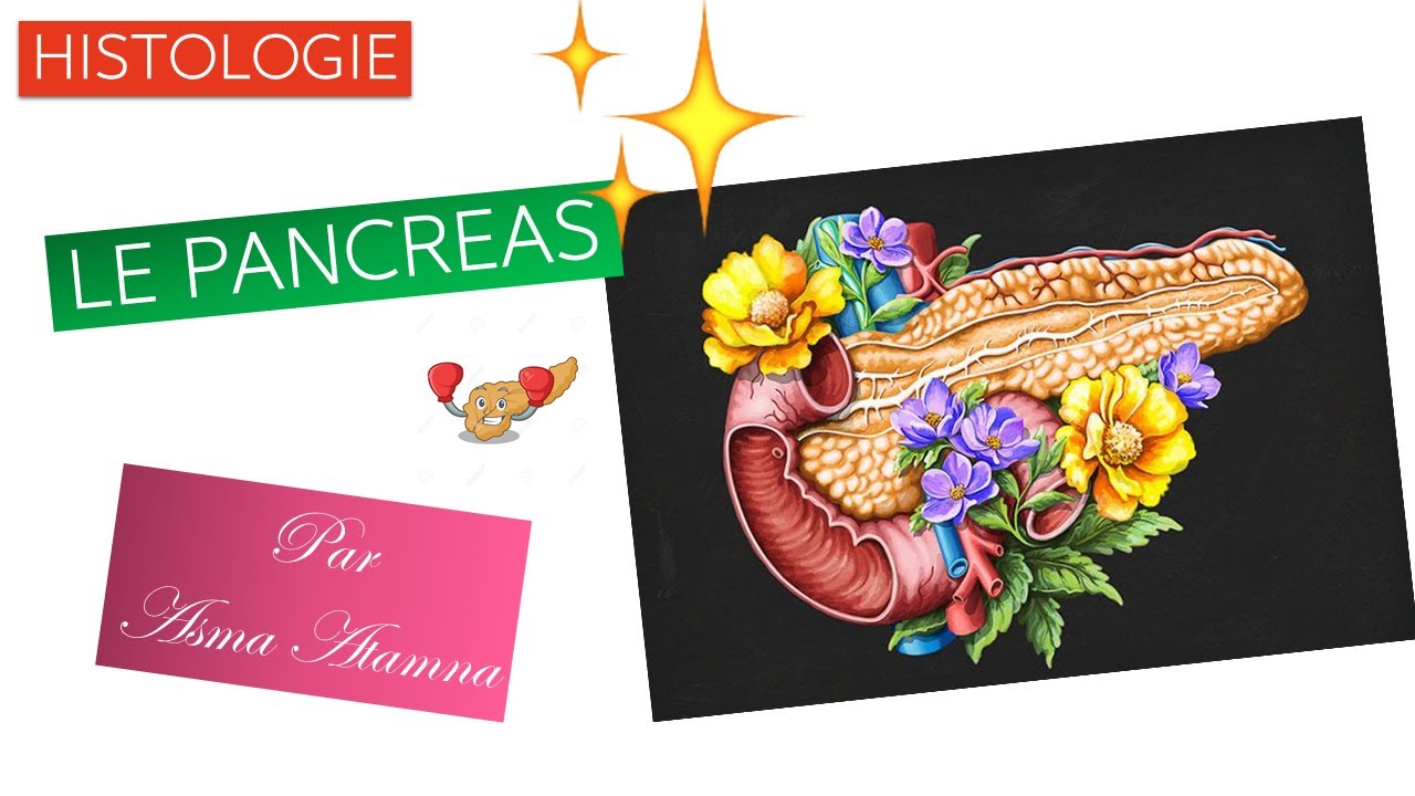 #Histologie - LE PANCREAS EXOCRINE par ASMA ATAMNA