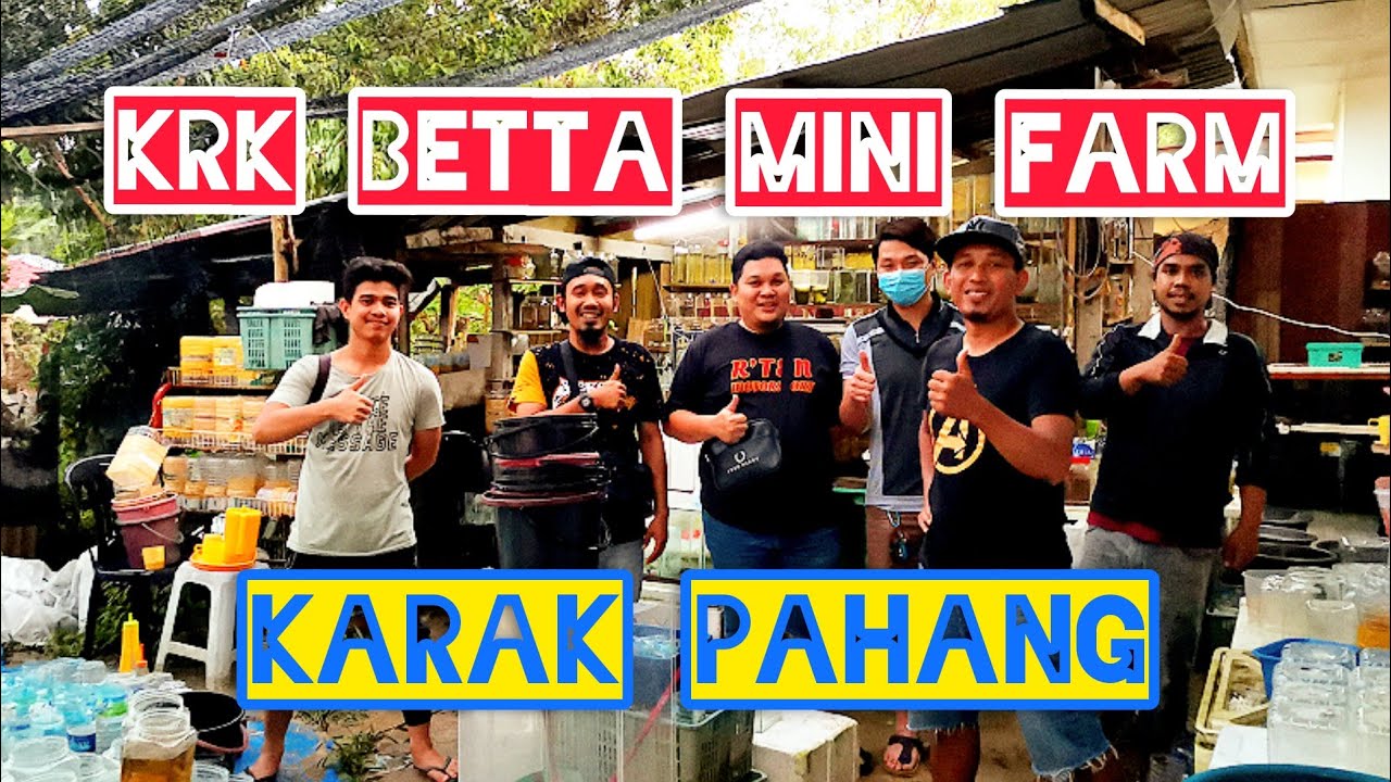 Melawat KRK betta mini farm di pekan Karak, Pahang. //IKAN padu2.