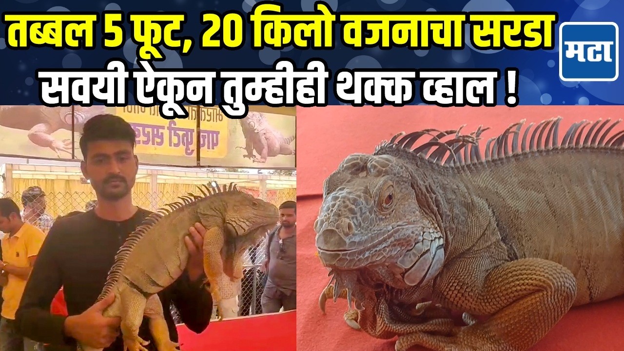 Kolhapur | भारतातील सर्वात मोठा सरडा कोल्हापुरात, कसा असतो टोनी सरड्याचा दिनक्रम?