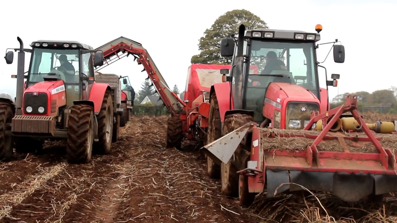 Marks Farms  - Potatoes