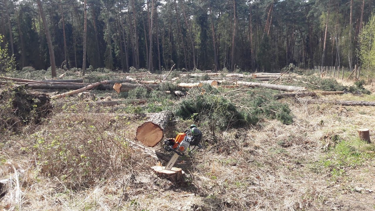 Praca w Lesie / Zrąb - [Cz.2]