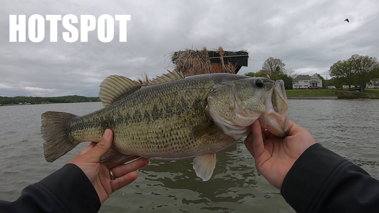 2020 Spring Potomac River Bass Fishing